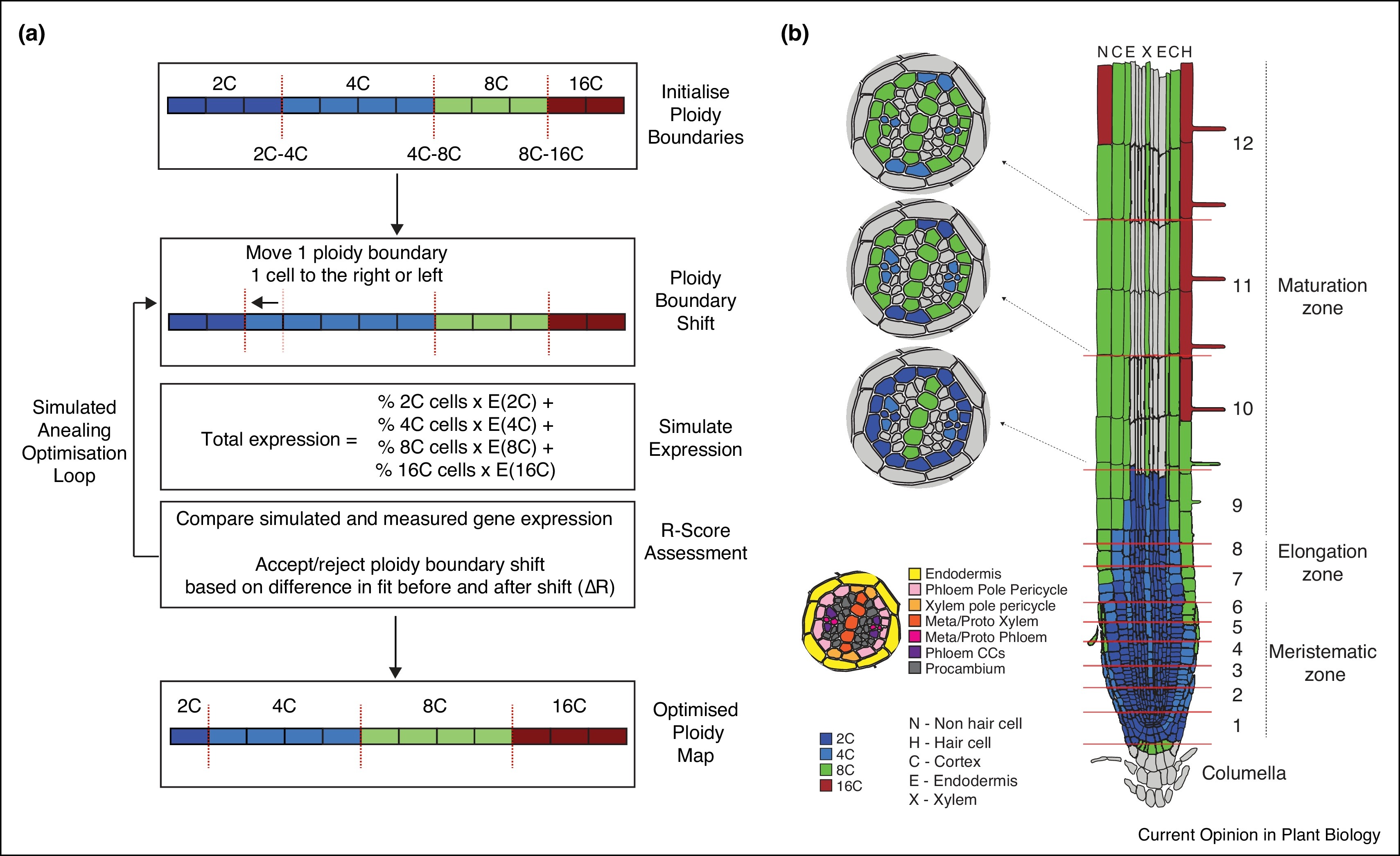 Virtual DNA ploidy map of the Arabidopsis root tip