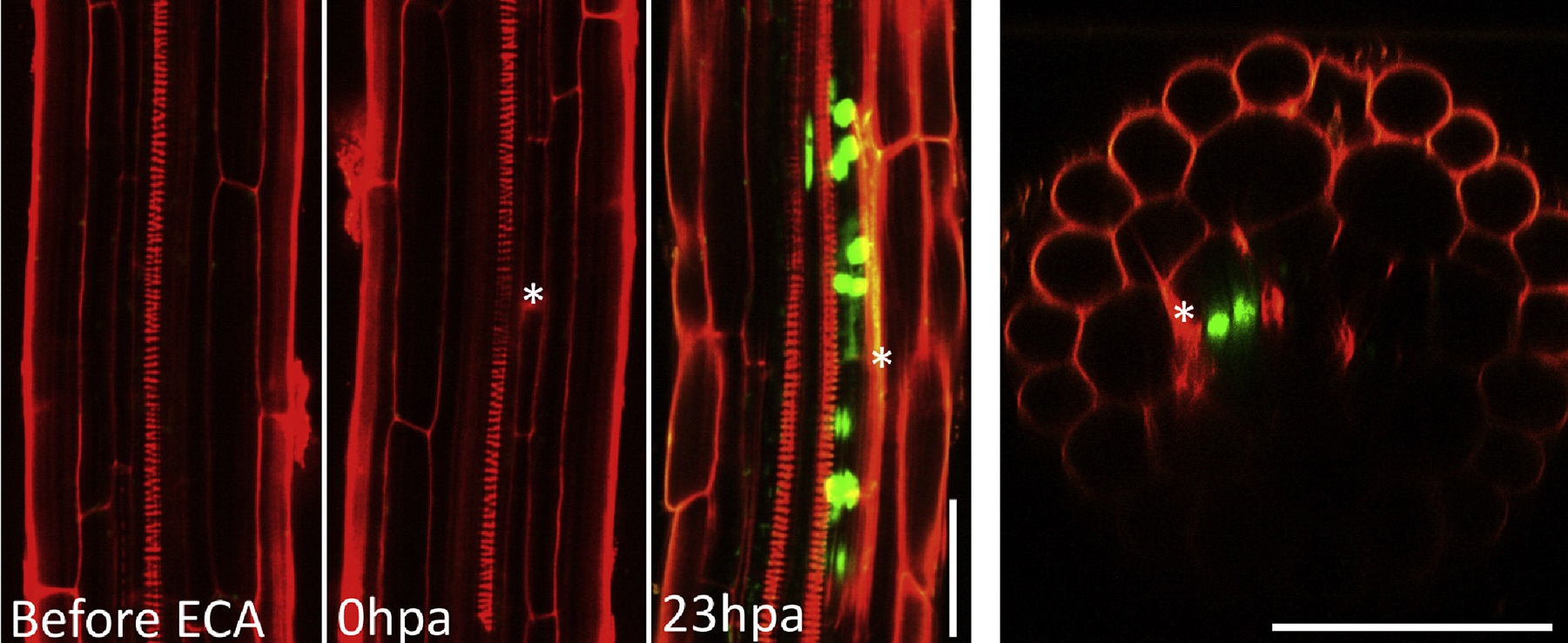 ERF114 responds to cell wall damage and mechanical stress