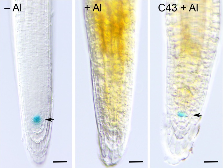 C43 promotes Al resistance without affecting Al uptake