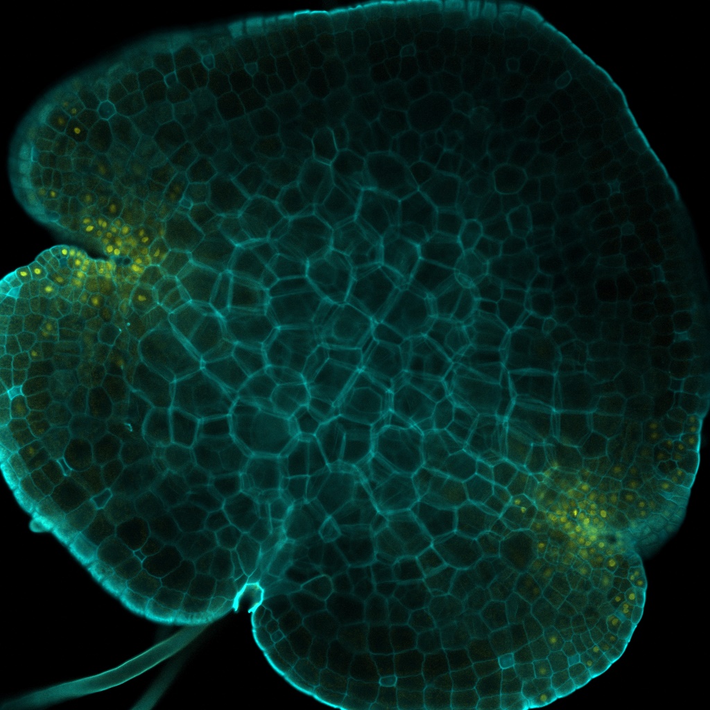 Marchantia EdU staining