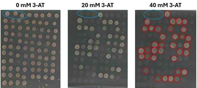 Y1H over different 3-AT concentrations to elucidate potential TFs binding on pSMR1's most important region