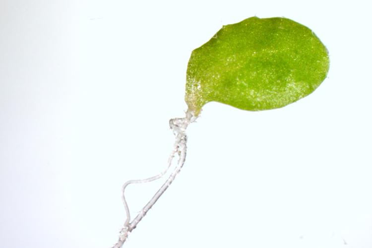 Root regeneration from an Arabidopsis leaf