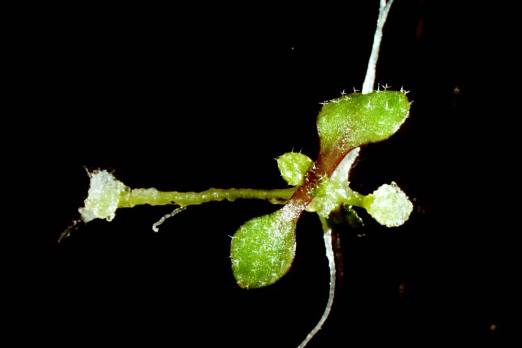 Shoot regeneration from an Arabidopsis hypocotyl