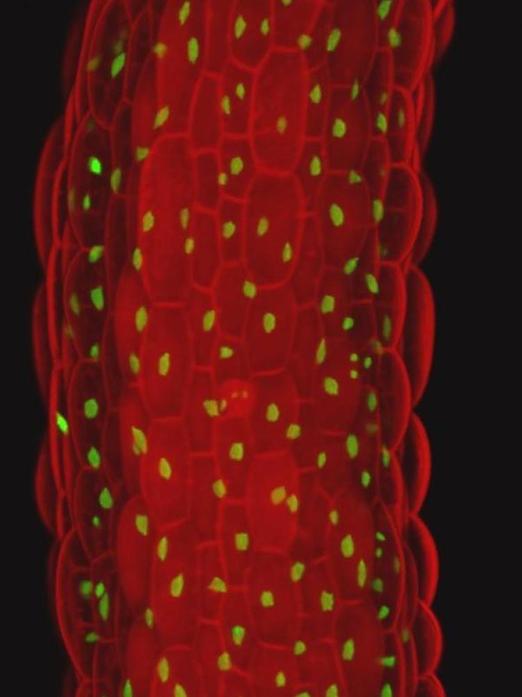 Wound induced plant regeneration